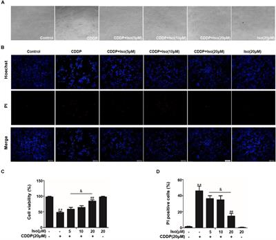 Isoorientin Attenuates Cisplatin-Induced Nephrotoxicity Through the Inhibition of Oxidative Stress and Apoptosis via Activating the SIRT1/SIRT6/Nrf-2 Pathway